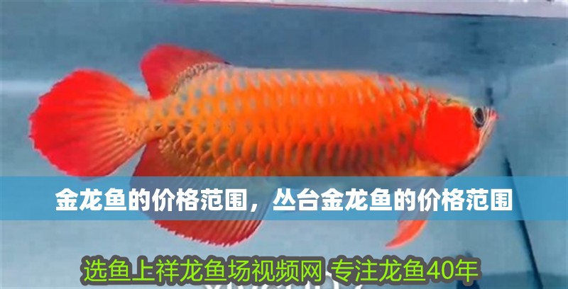 金龍魚的價(jià)格范圍,叢臺(tái)金龍魚的價(jià)格范圍 觀賞魚百科 第3張 金龍魚的價(jià)格范圍,叢臺(tái)金龍魚的價(jià)格范圍 金龍魚的價(jià)格范圍,叢臺(tái)金龍魚的價(jià)格范圍 觀賞魚百科 第3張