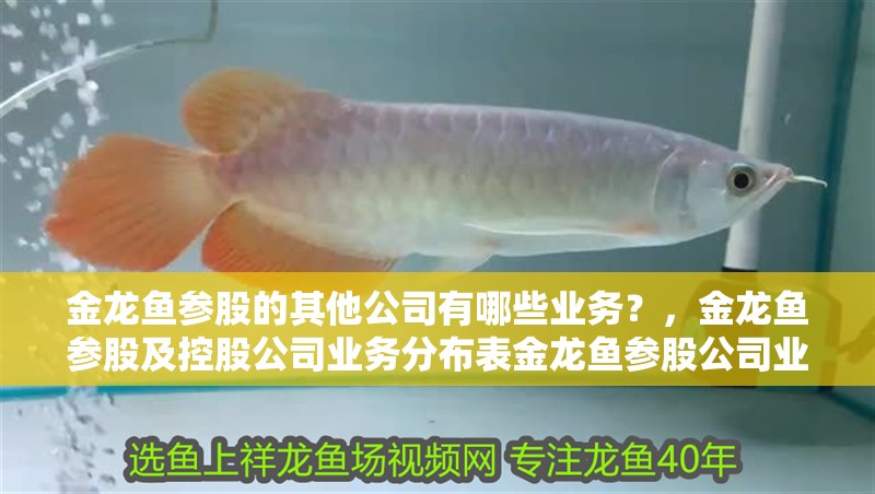 金龍魚參股的其他公司有哪些業務？，金龍魚參股及控股公司業務分布表金龍魚參股公司業務 金龍魚參股的其他公司有哪些業務？，金龍魚參股及控股公司業務分布表金龍魚參股公司業務 龍魚百科