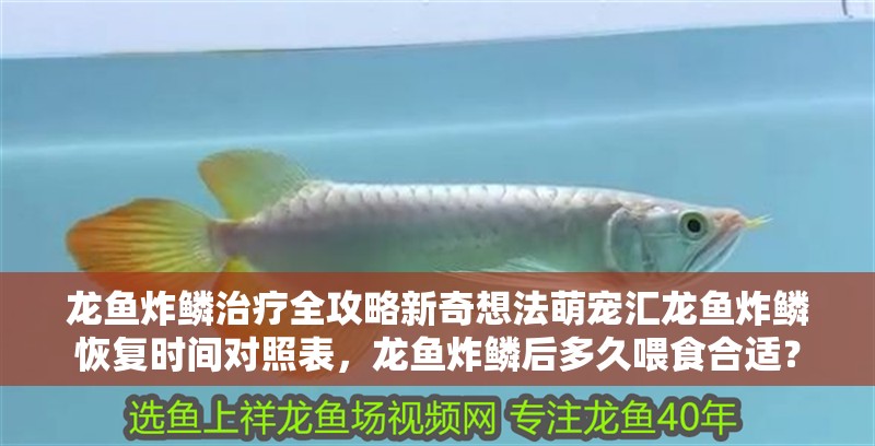 龍魚炸鱗治療全攻略新奇想法萌寵匯龍魚炸鱗恢復(fù)時間對照表，龍魚炸鱗后多久喂食合適？