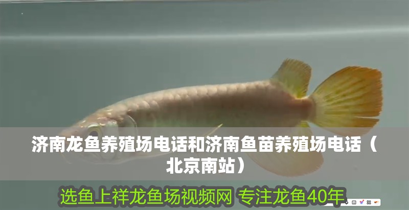 濟南龍魚養殖場電話和濟南魚苗養殖場電話（北京南站）
