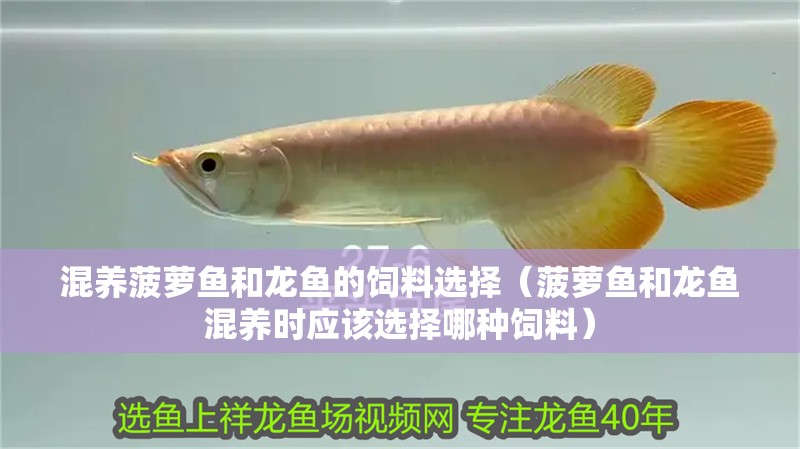 混養菠蘿魚和龍魚的飼料選擇（菠蘿魚和龍魚混養時應該選擇哪種飼料）