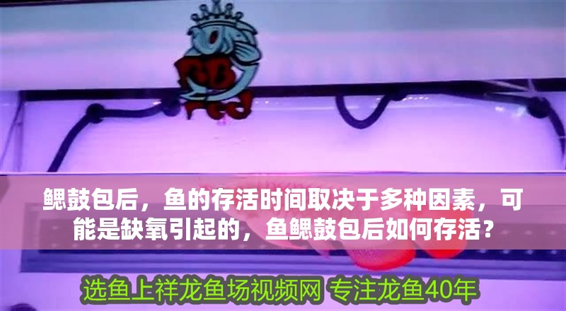 鰓鼓包后，魚的存活時間取決于多種因素，可能是缺氧引起的，魚鰓鼓包后如何存活？