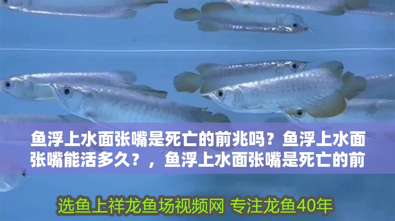 魚浮上水面張嘴是死亡的前兆嗎？魚浮上水面張嘴能活多久？，魚浮上水面張嘴是死亡的前兆嗎，如何判斷魚是否死亡
