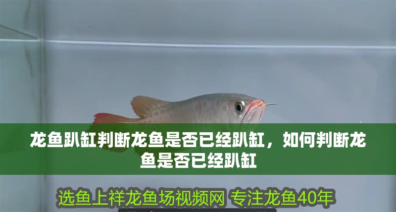 龍魚趴缸判斷龍魚是否已經趴缸，如何判斷龍魚是否已經趴缸