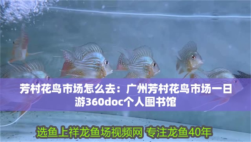 芳村花鳥市場怎么去：廣州芳村花鳥市場一日游360doc個人圖書館