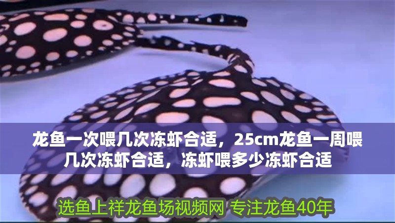 龍魚一次喂幾次凍蝦合適，25cm龍魚一周喂幾次凍蝦合適，凍蝦喂多少凍蝦合適