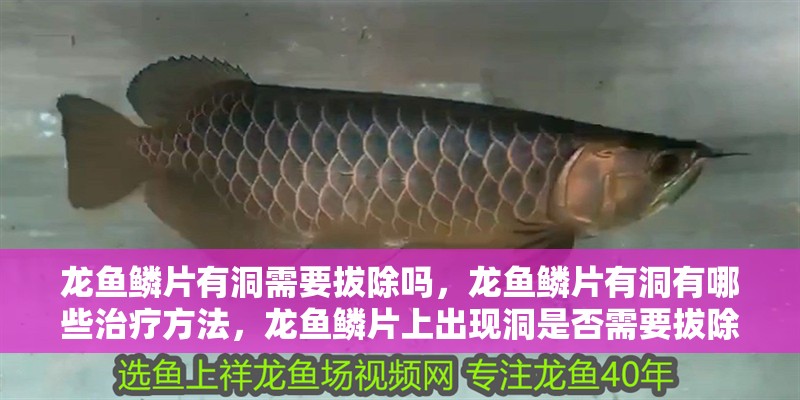 龍魚鱗片有洞需要拔除嗎，龍魚鱗片有洞有哪些治療方法，龍魚鱗片上出現(xiàn)洞是否需要拔除？