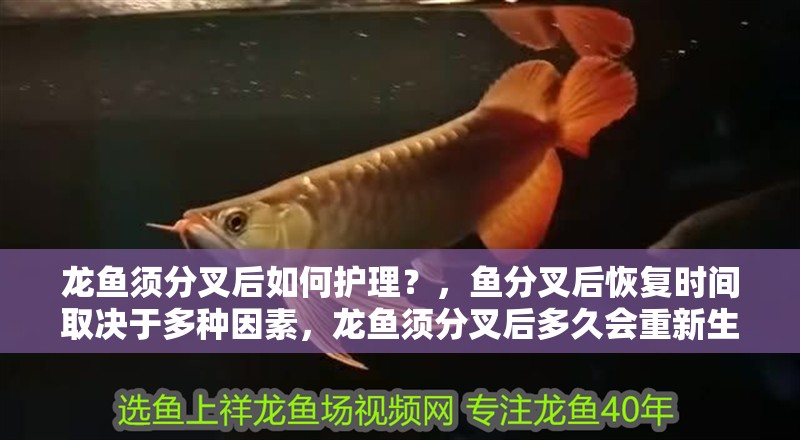 龍魚須分叉后如何護(hù)理？，魚分叉后恢復(fù)時間取決于多種因素，龍魚須分叉后多久會重新生長