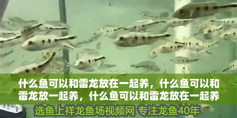 什么魚可以和雷龍放在一起養，什么魚可以和雷龍放一起養，什么魚可以和雷龍放在一起養