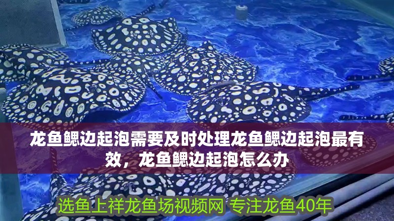 龍魚鰓邊起泡需要及時處理龍魚鰓邊起泡最有效，龍魚鰓邊起泡怎么辦