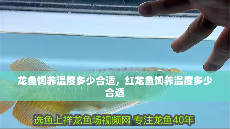 龍魚飼養溫度多少合適，紅龍魚飼養溫度多少合適