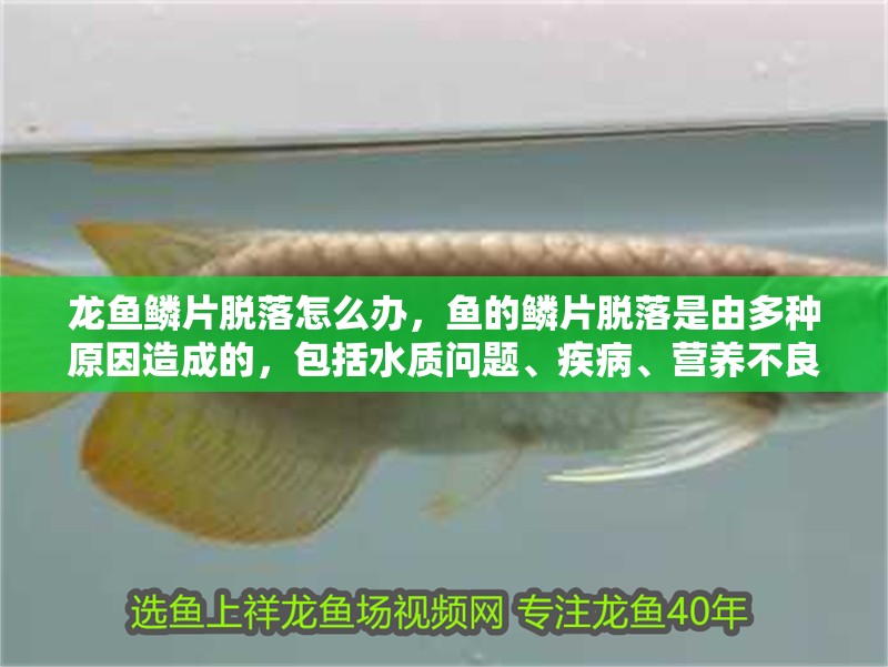 龍魚(yú)鱗片脫落怎么辦，魚(yú)的鱗片脫落是由多種原因造成的，包括水質(zhì)問(wèn)題、疾病、營(yíng)養(yǎng)不良或環(huán)境壓力等