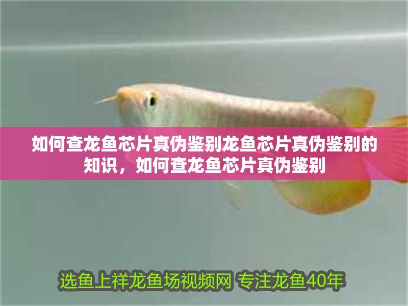 如何查龍魚芯片真偽鑒別龍魚芯片真偽鑒別的知識，如何查龍魚芯片真偽鑒別 如何查龍魚芯片真偽鑒別龍魚芯片真偽鑒別的知識，如何查龍魚芯片真偽鑒別 觀賞魚百科