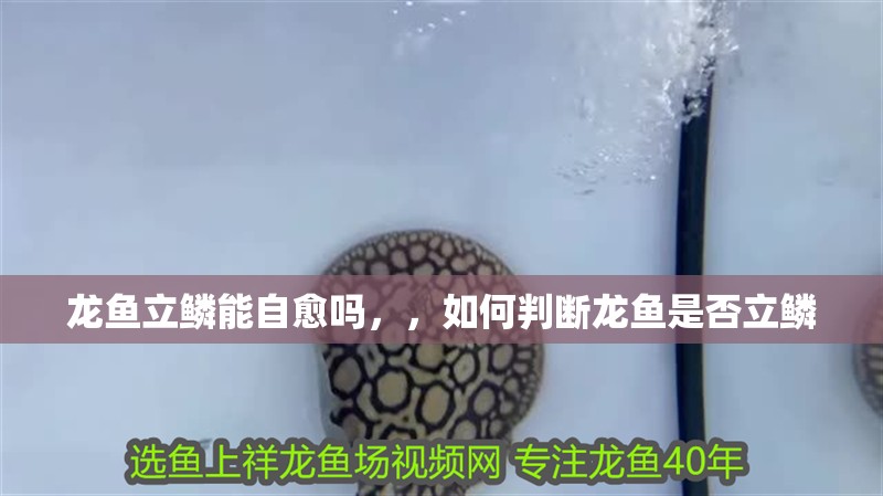 龍魚立鱗能自愈嗎，，如何判斷龍魚是否立鱗