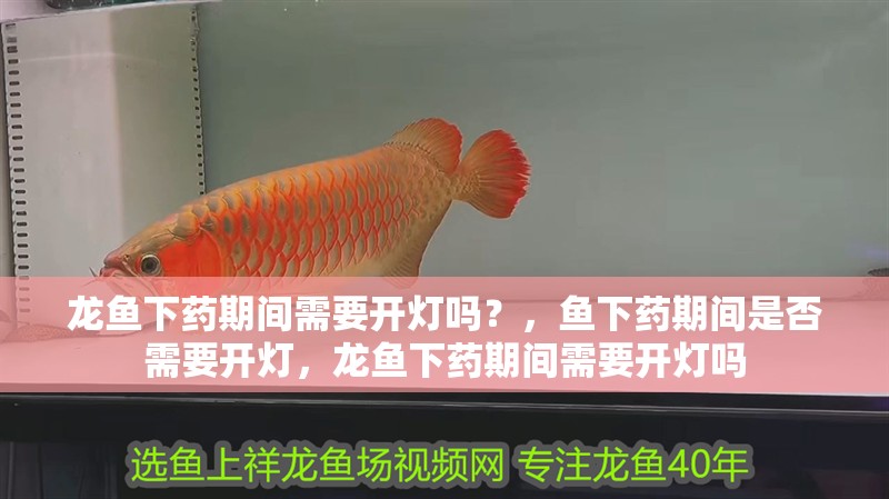 龍魚下藥期間需要開燈嗎？，魚下藥期間是否需要開燈，龍魚下藥期間需要開燈嗎