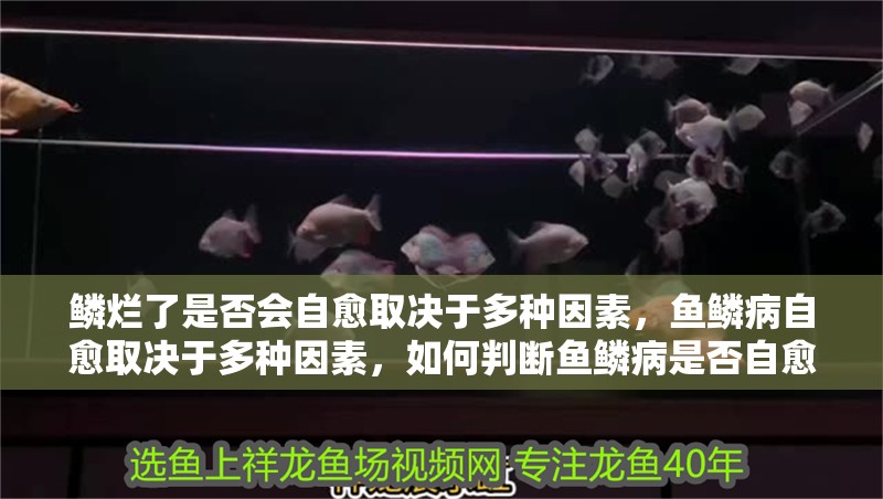 鱗爛了是否會自愈取決于多種因素，魚鱗病自愈取決于多種因素，如何判斷魚鱗病是否自愈