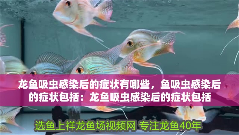 龍魚吸蟲感染后的癥狀有哪些，魚吸蟲感染后的癥狀包括：龍魚吸蟲感染后的癥狀包括
