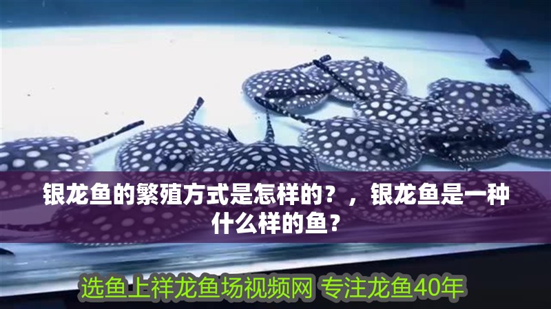 銀龍魚的繁殖方式是怎樣的？，銀龍魚是一種什么樣的魚？