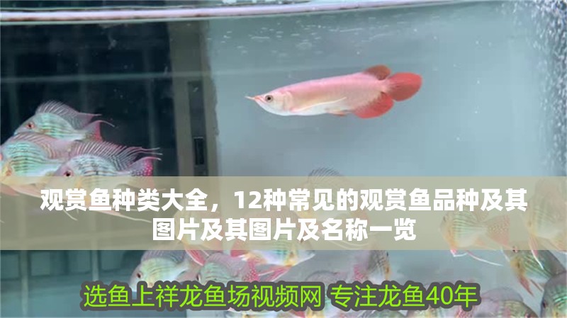 觀賞魚種類大全，12種常見的觀賞魚品種及其圖片及其圖片及名稱一覽