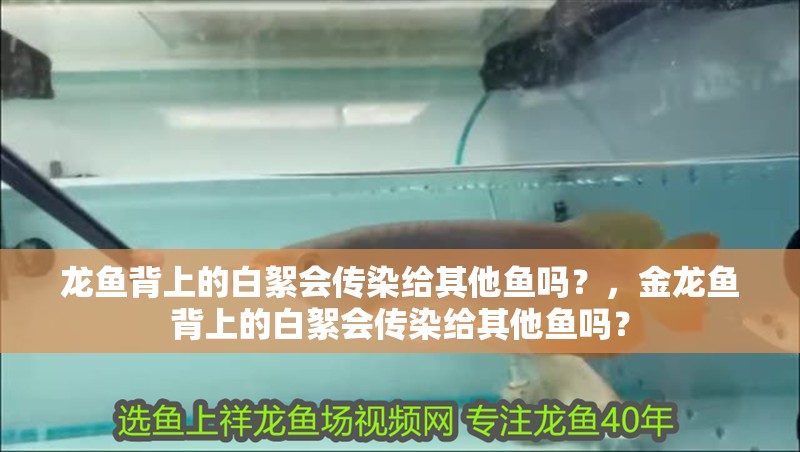 龍魚背上的白絮會傳染給其他魚嗎？，金龍魚背上的白絮會傳染給其他魚嗎？