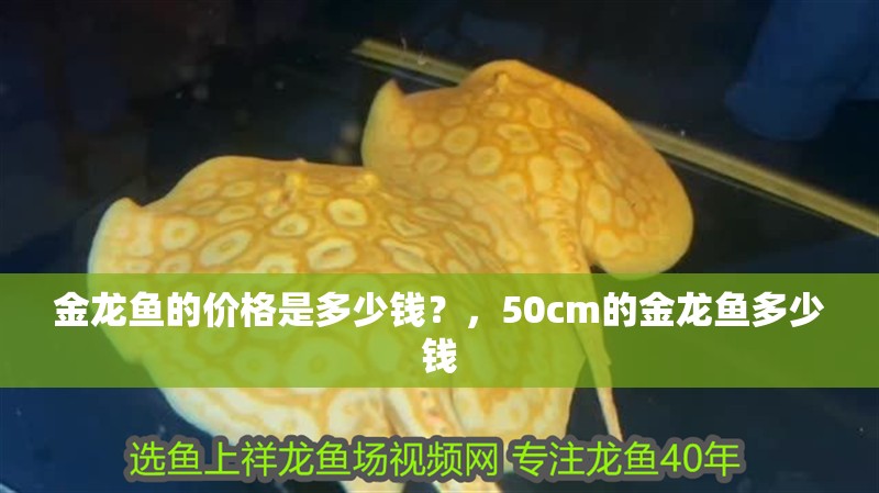 金龍魚的價格是多少錢？，50cm的金龍魚多少錢