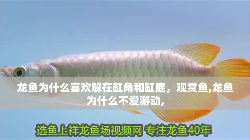 龍魚為什么喜歡躲在缸角和缸底，觀賞魚,龍魚為什么不愛游動(dòng),