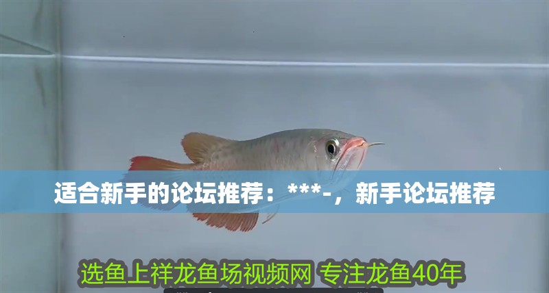 適合新手的論壇推薦：***-，新手論壇推薦