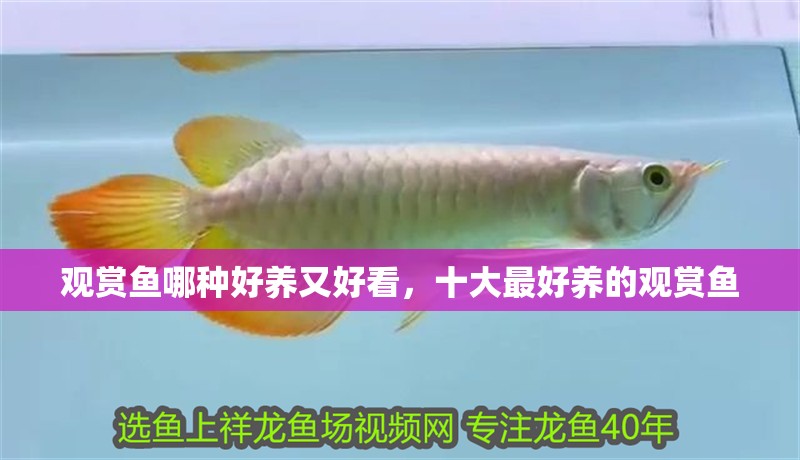 觀賞魚哪種好養又好看，十大最好養的觀賞魚