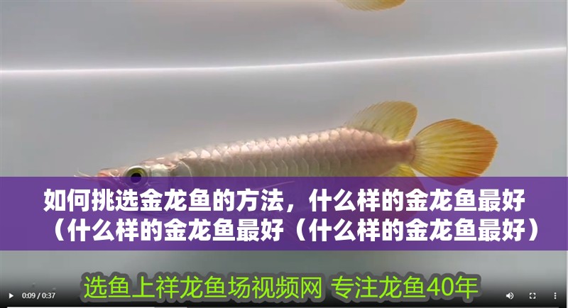 如何挑選金龍魚的方法，什么樣的金龍魚最好（什么樣的金龍魚最好（什么樣的金龍魚最好）