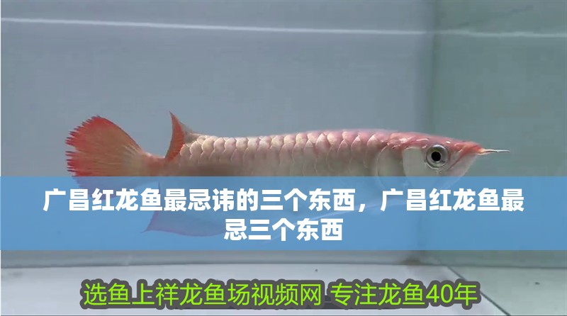 廣昌紅龍魚最忌諱的三個東西，廣昌紅龍魚最忌三個東西