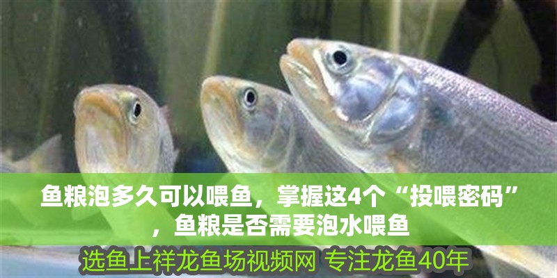 魚糧泡多久可以喂魚，掌握這4個“投喂密碼”，魚糧是否需要泡水喂魚