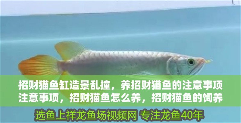 招財貓魚缸造景亂撞，養招財貓魚的注意事項注意事項，招財貓魚怎么養，招財貓魚的飼養方法