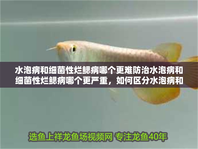水泡病和細菌性爛鰓病哪個更難防治水泡病和細菌性爛鰓病哪個更嚴重，如何區分水泡病和細菌性爛鰓病