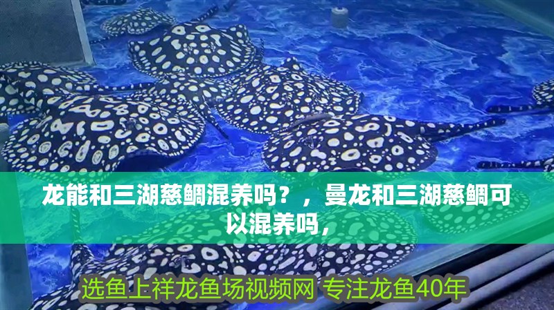 龍能和三湖慈鯛混養嗎？，曼龍和三湖慈鯛可以混養嗎，