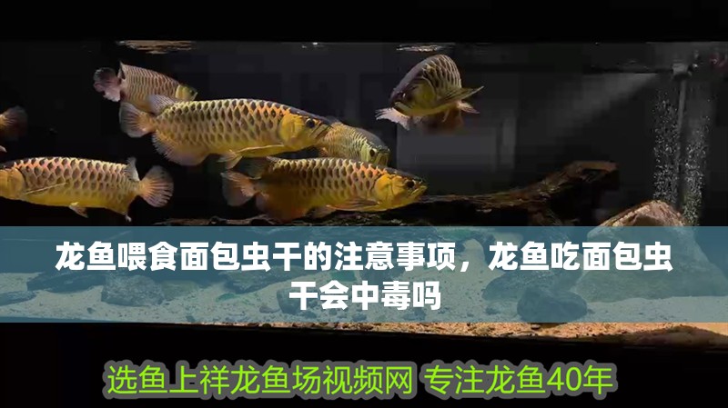 龍魚喂食面包蟲干的注意事項，龍魚吃面包蟲干會中毒嗎