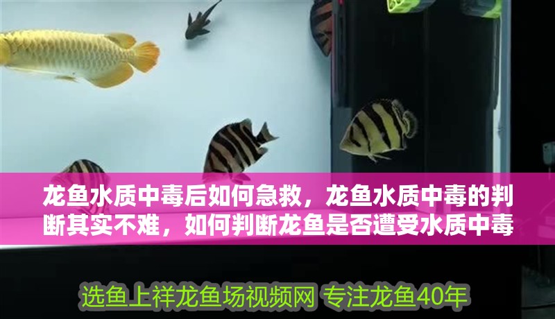 龍魚水質(zhì)中毒后如何急救，龍魚水質(zhì)中毒的判斷其實不難，如何判斷龍魚是否遭受水質(zhì)中毒