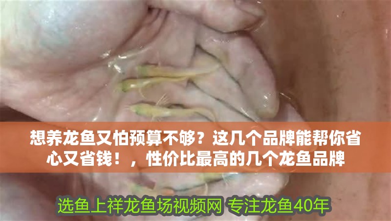 想養龍魚又怕預算不夠？這幾個品牌能幫你省心又省錢！，性價比最高的幾個龍魚品牌
