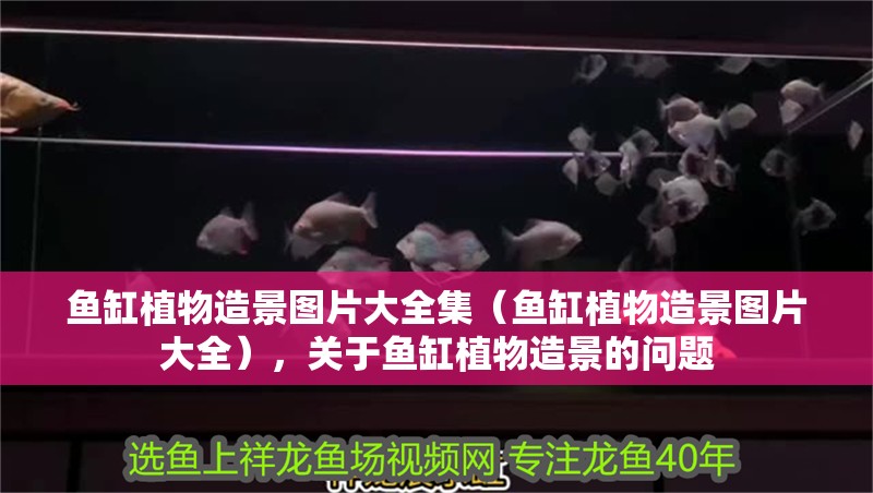 魚缸植物造景圖片大全集（魚缸植物造景圖片大全），關于魚缸植物造景的問題
