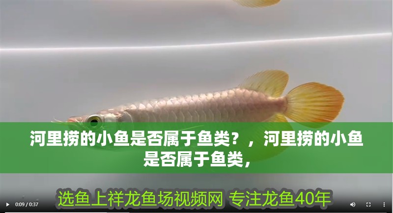 河里撈的小魚是否屬于魚類？，河里撈的小魚是否屬于魚類，