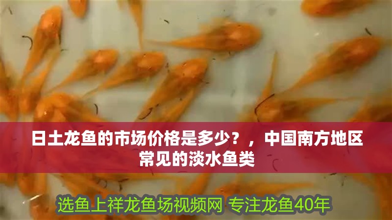 日土龍魚的市場價格是多少？，中國南方地區常見的淡水魚類