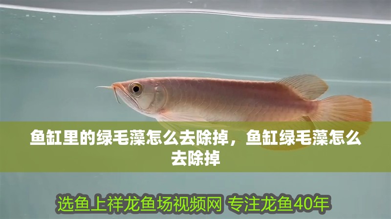 魚缸里的綠毛藻怎么去除掉，魚缸綠毛藻怎么去除掉