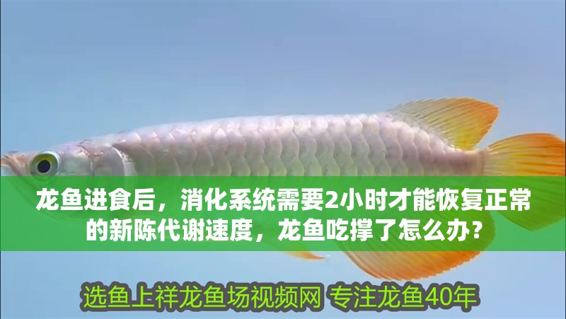 龍魚進食后，消化系統需要2小時才能恢復正常的新陳代謝速度，龍魚吃撐了怎么辦？