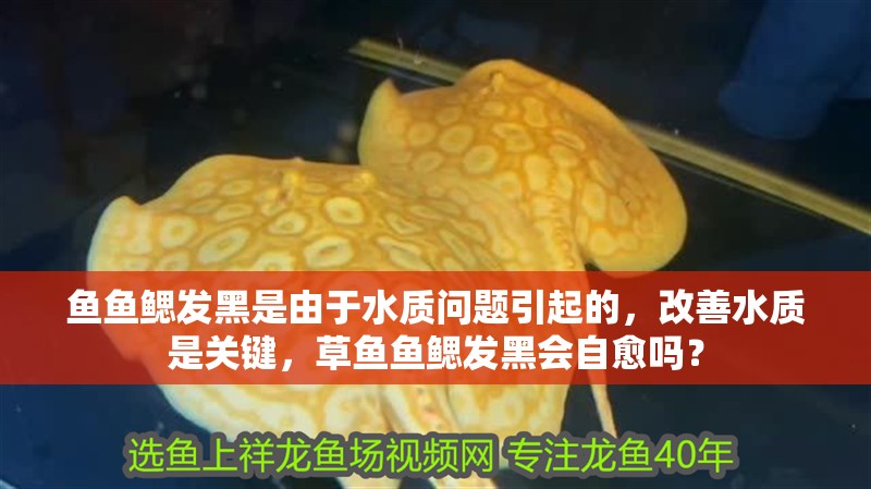 魚魚鰓發(fā)黑是由于水質(zhì)問題引起的，改善水質(zhì)是關鍵，草魚魚鰓發(fā)黑會自愈嗎？