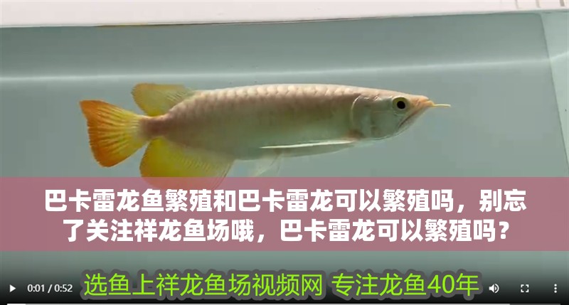 巴卡雷龍魚繁殖和巴卡雷龍可以繁殖嗎，別忘了關注祥龍魚場哦，巴卡雷龍可以繁殖嗎？