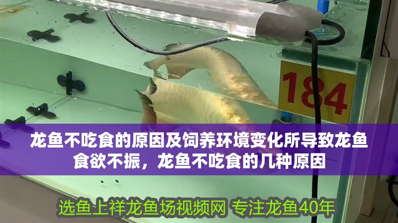 龍魚不吃食的原因及飼養環境變化所導致龍魚食欲不振，龍魚不吃食的幾種原因