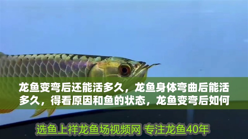 龍魚變彎后還能活多久，龍魚身體彎曲后能活多久，得看原因和魚的狀態，龍魚變彎后如何護理？