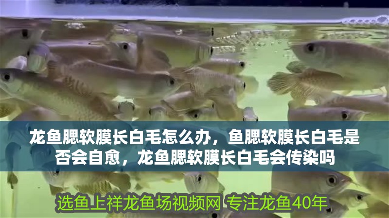 龍魚腮軟膜長白毛怎么辦，魚腮軟膜長白毛是否會自愈，龍魚腮軟膜長白毛會傳染嗎