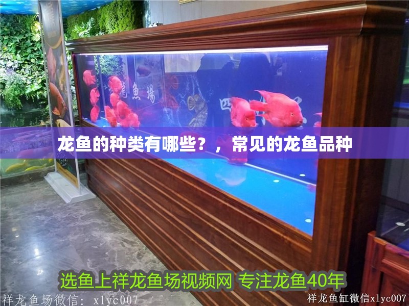 龍魚的種類有哪些？，常見的龍魚品種