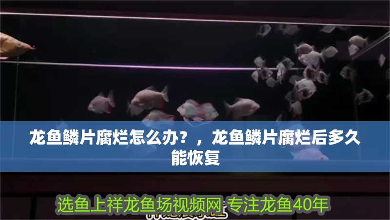 龍魚鱗片腐爛怎么辦？，龍魚鱗片腐爛后多久能恢復