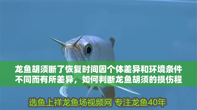 龍魚胡須斷了恢復時間因個體差異和環境條件不同而有所差異，如何判斷龍魚胡須的損傷程度？